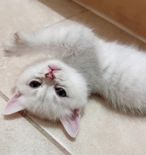 揭秘猫咪身体语言，它们在跟你说什么？