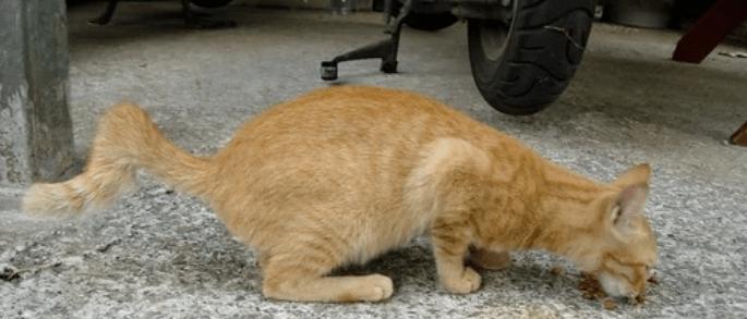 猫咪的尾巴语言（了解猫咪情绪变化）