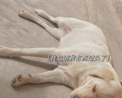 猫咪的魅力（探讨宠物养育中的责任和情感）