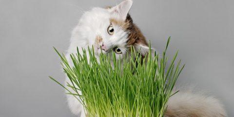 猫咪的饮食习惯之麦草，他们真的喜欢吃吗？