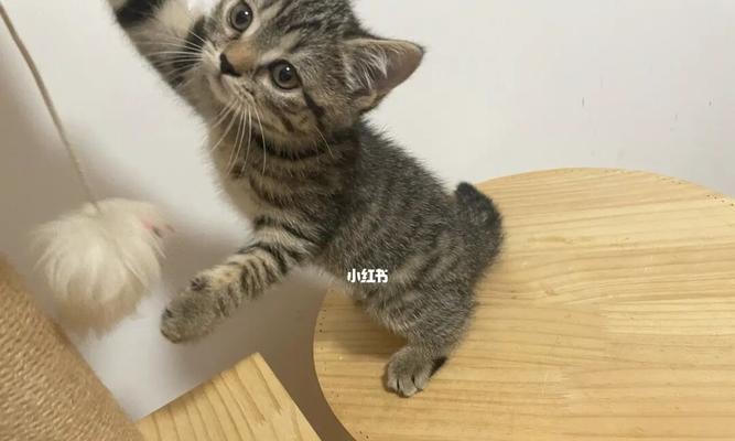 猫咪训练之时机（从什么年龄开始训练）