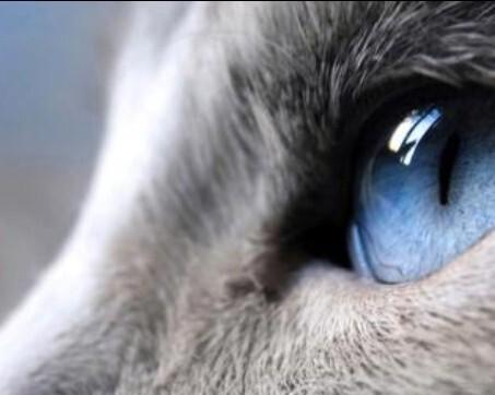 猫咪怀孕期长短及注意事项（了解猫咪怀孕周期）