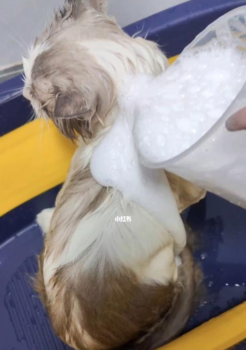 猫咪洗澡的频率剖析（探究猫咪洗澡的时间间隔）