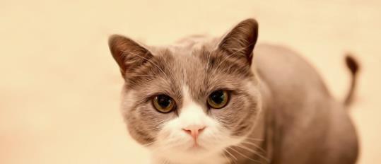 猫咪多少岁停止排卵（什么情况下猫咪停止排卵）