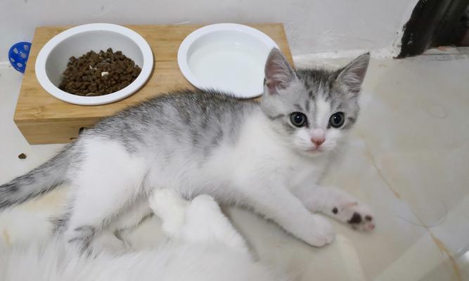 猫咪体检必知——关注宠物健康（多大时期去体检）