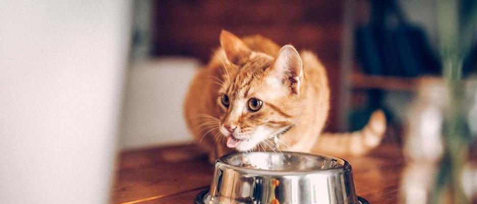 猫咪饥饿下是否会攻击其他猫（宠物猫的天性和行为特征）