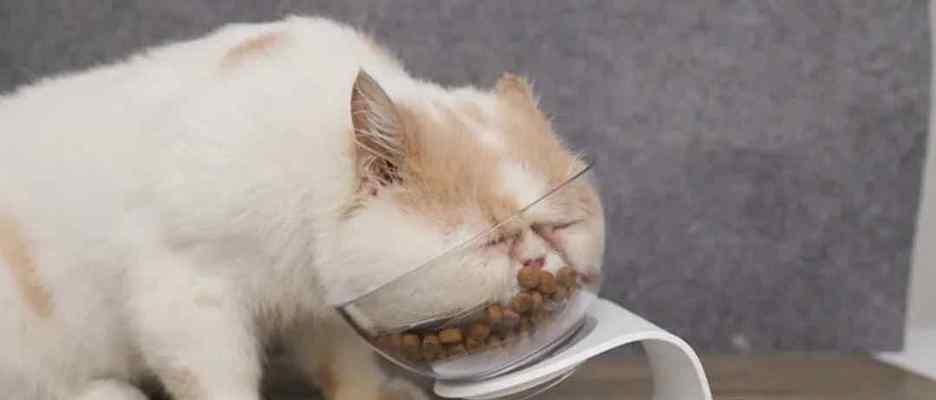 猫咪饿了怎么办（宠物饲养的重要性与喂食误区）