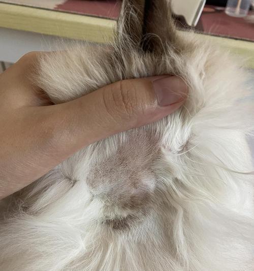 解密猫咪耳背的黑点和黑块（从宠物角度看猫咪神秘的耳背变化）
