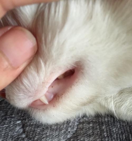 解密猫咪耳背的黑点和黑块（从宠物角度看猫咪神秘的耳背变化）