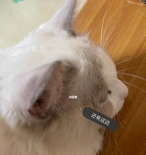 如何解决宠物猫耳边毛发稀疏问题（探究猫耳边毛发稀疏原因）