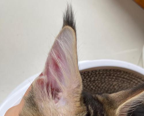猫咪耳朵被咬掉一块，还能恢复吗（宠物医疗技术的突破与应用）