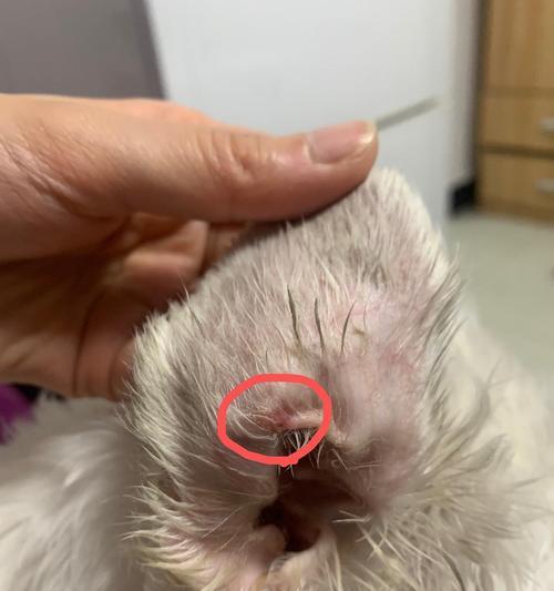 猫咪耳朵为何会发红有黄色（探讨猫咪耳朵发红有黄色的原因与解决方法）