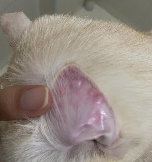 猫咪耳朵为何会发红有黄色（探讨猫咪耳朵发红有黄色的原因与解决方法）