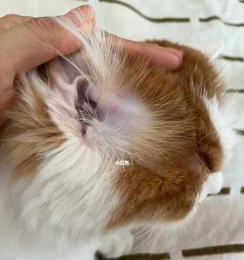 宠物猫咪耳朵破损，如何正确护理（掌握护理技巧）