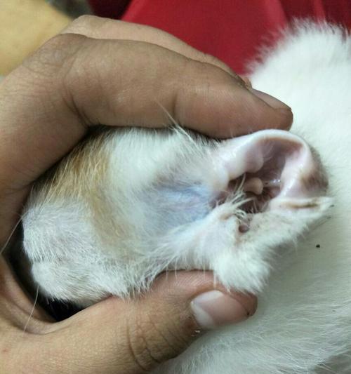 猫咪耳朵后面秃了，如何避免宠物皮肤问题（宠物的健康需我们呵护）