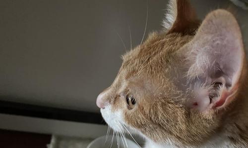 猫咪耳朵里的红疙瘩是如何产生的（探究猫咪耳朵发生疾病的原因和治疗方法）
