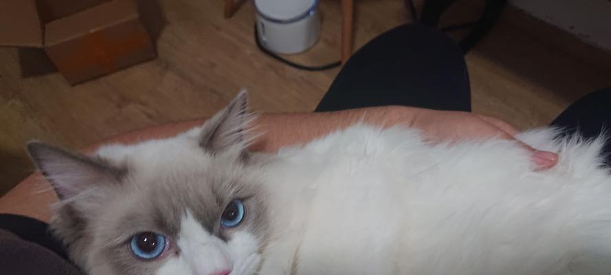 小猫咪的耳朵里有白色小虫子怎么办（如何有效清除猫咪耳朵里的小虫子）