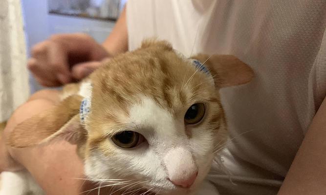 猫咪耳朵里的洞——隐藏的秘密（揭开宠物猫咪耳朵里的神秘面纱）