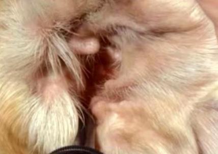 如何清理宠物猫咪耳朵（宠物猫咪耳朵清洁方法）