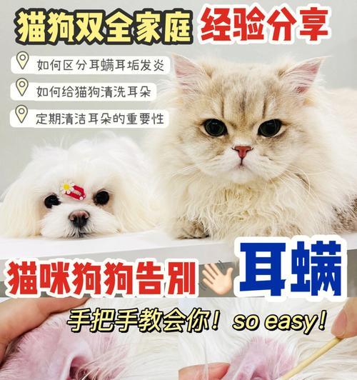 猫咪耳朵凉是怎么回事（宠物猫的健康问题及耳朵保养）