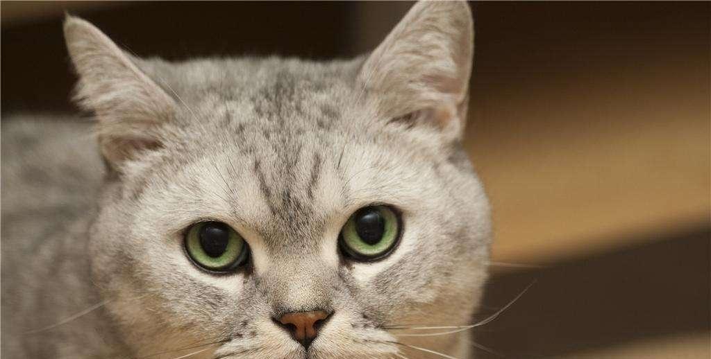 猫咪耳朵皮肤颜色的重要性（从颜色解读猫咪健康）