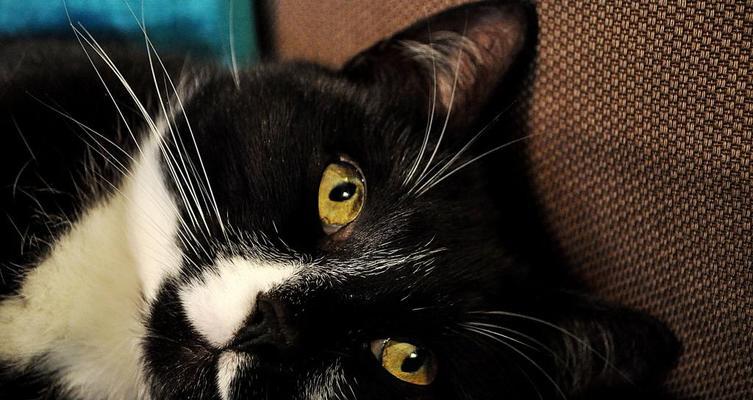 猫咪耳朵上的黑色标记（揭开猫咪黑耳朵的神秘面纱）