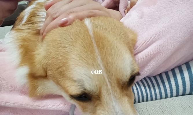 猫咪耳朵疼如何缓解（帮助宠物缓解耳朵疼痛）
