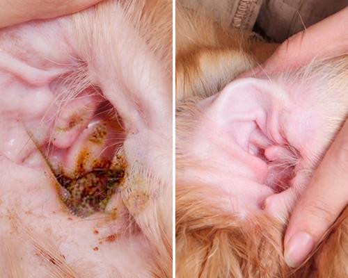 猫咪耳朵出现血块怎么办（宠物主人必看）