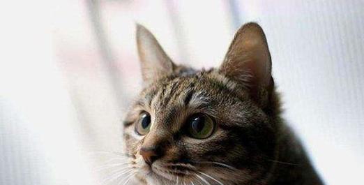 掌握猫咪耳朵温度，宠物更健康