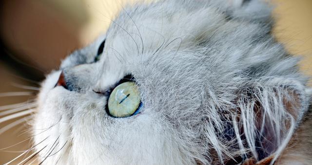 探秘猫咪三角耳朵的奥秘（宠物猫咪为何拥有三角形耳朵）