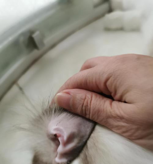 如何治疗宠物猫咪耳朵血结痂（宠物保健）
