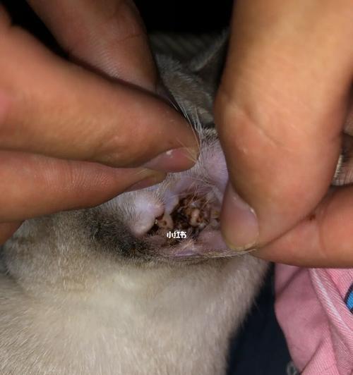 如何治疗宠物猫咪耳朵血结痂（宠物保健）