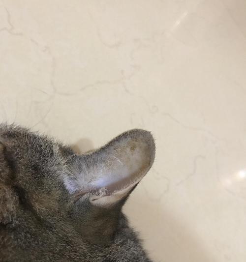 如何治疗宠物猫咪耳朵血结痂（宠物保健）