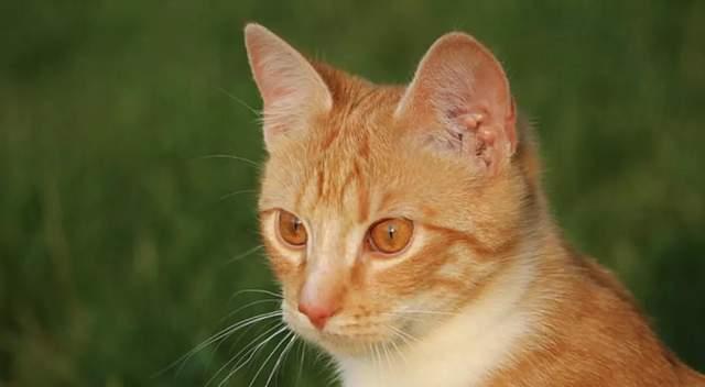 猫咪耳朵有黏液，如何解决（宠物护理小妙招）