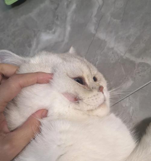 猫咪耳朵真菌感染化脓的危害与治疗（宠物的健康需重视）