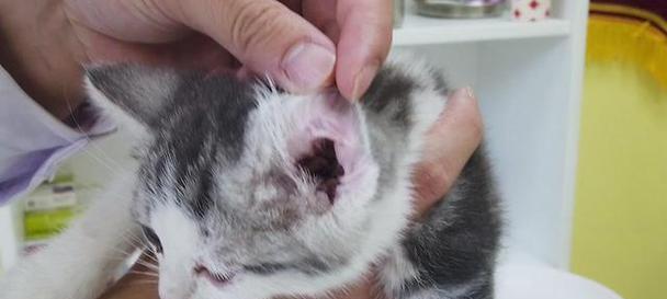 如何给宠物猫咪上药（以猫咪耳螨不严重为例）