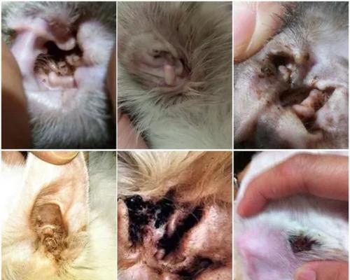 猫咪耳螨，治疗小技巧（以宠物为主）