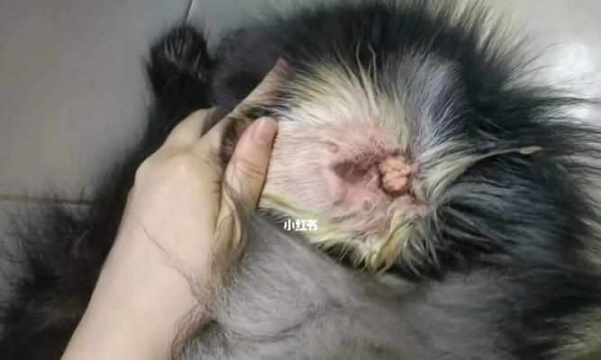 猫咪耳螨，治疗小技巧（以宠物为主）