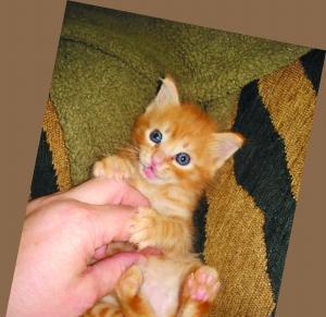 猫咪发情会咬人吗（以宠物为主）