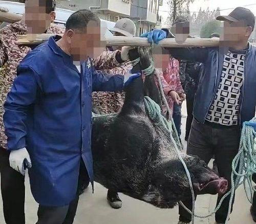 猫咪发情会咬人吗（以宠物为主）