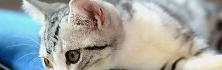 猫咪发烧不吃东西的应对方法（如何照顾生病的宠物猫咪）