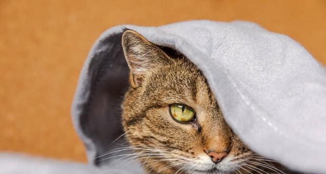 猫咪发烧怎么办（宠物也能吃人类退烧药）