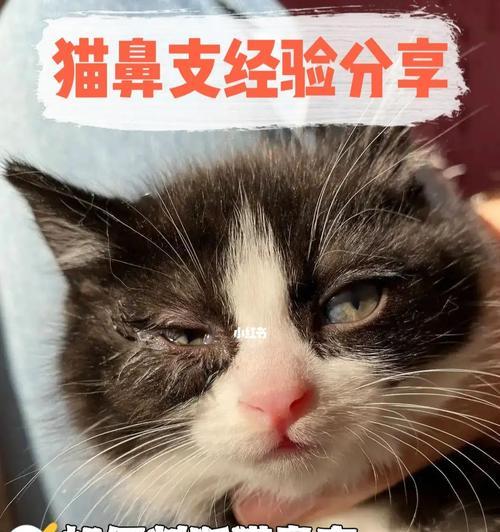 猫咪发烧怎么办（宠物也能吃人类退烧药）