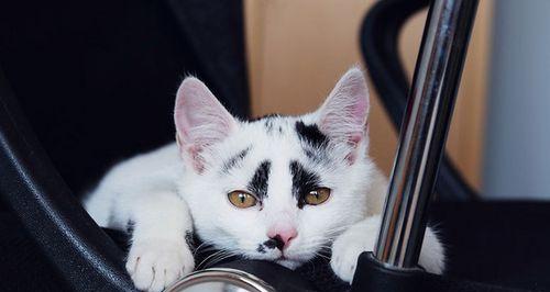 猫咪的眼神（以眼还眼）