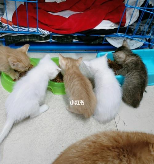 猫咪的“老鼠报警”能力（揭秘猫咪发现老鼠后的叫声及原因）