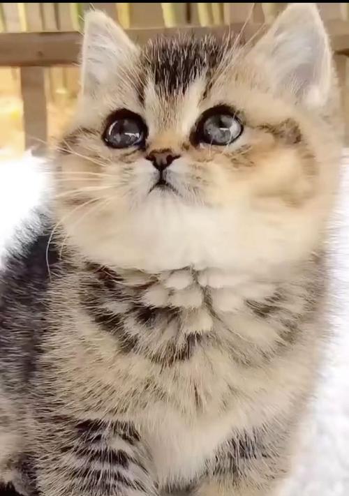 猫咪如何发现桌上的奇怪物品（探索猫咪的奇妙能力——以嗅觉为主）