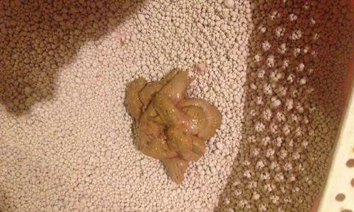 宠物猫反复出现软便带血的原因与治疗方法（了解猫咪软便带血的症状）