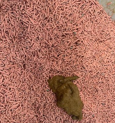 宠物猫反复出现软便带血的原因与治疗方法（了解猫咪软便带血的症状）