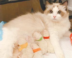 猫咪产奶时间的探究（宠物主人必看）