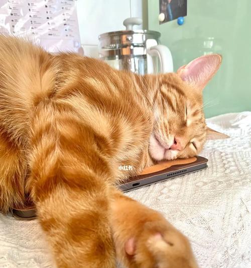猫咪饭量突然减少的原因和应对方法（探究猫咪饭量减少的各种情况及正确的喂养方法）